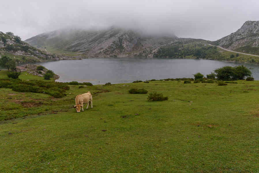 Principado de Asturias 051 - parque nacional de los Picos de Europa - lago Enol.jpg